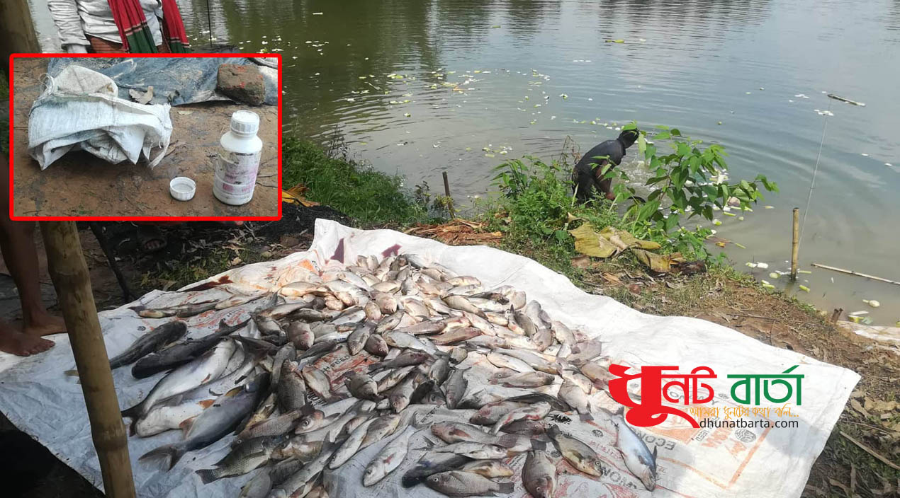 শেরপুরে পুকুরে বিষ প্রয়োগ : দুই লক্ষাধিক টাকার ক্ষতি